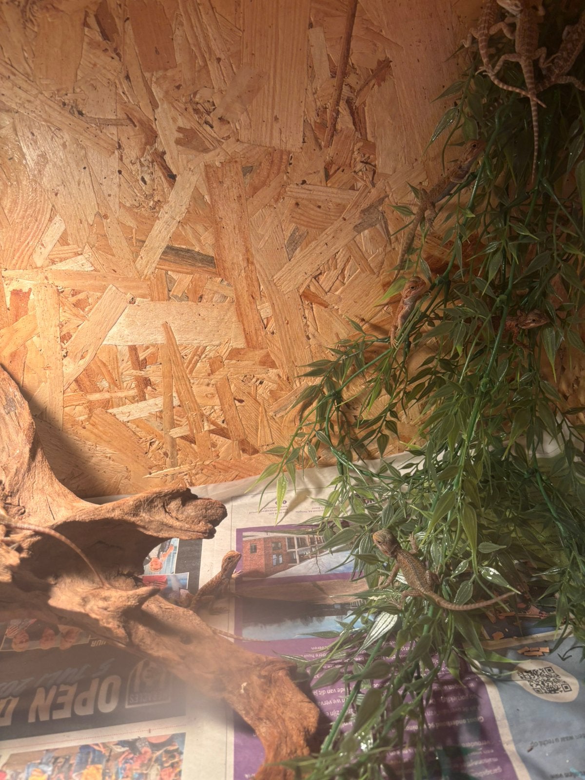Jonge baardagamen, Dieren en Toebehoren, Reptielen en Amfibieën, Hagedis, Tam, 0 tot 2 jaar