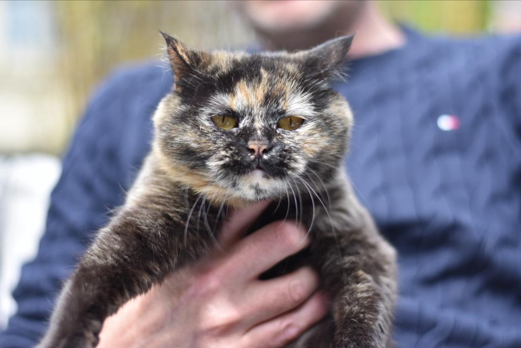 1 lieve Britse korthaar, Poes