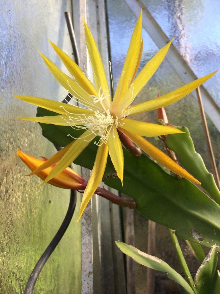 epiphyllum cactus fruhlingsgold gewortelde stekken, Minder dan 100 cm, Bloeiende kamerplant, Halfschaduw, Ophalen of Verzenden