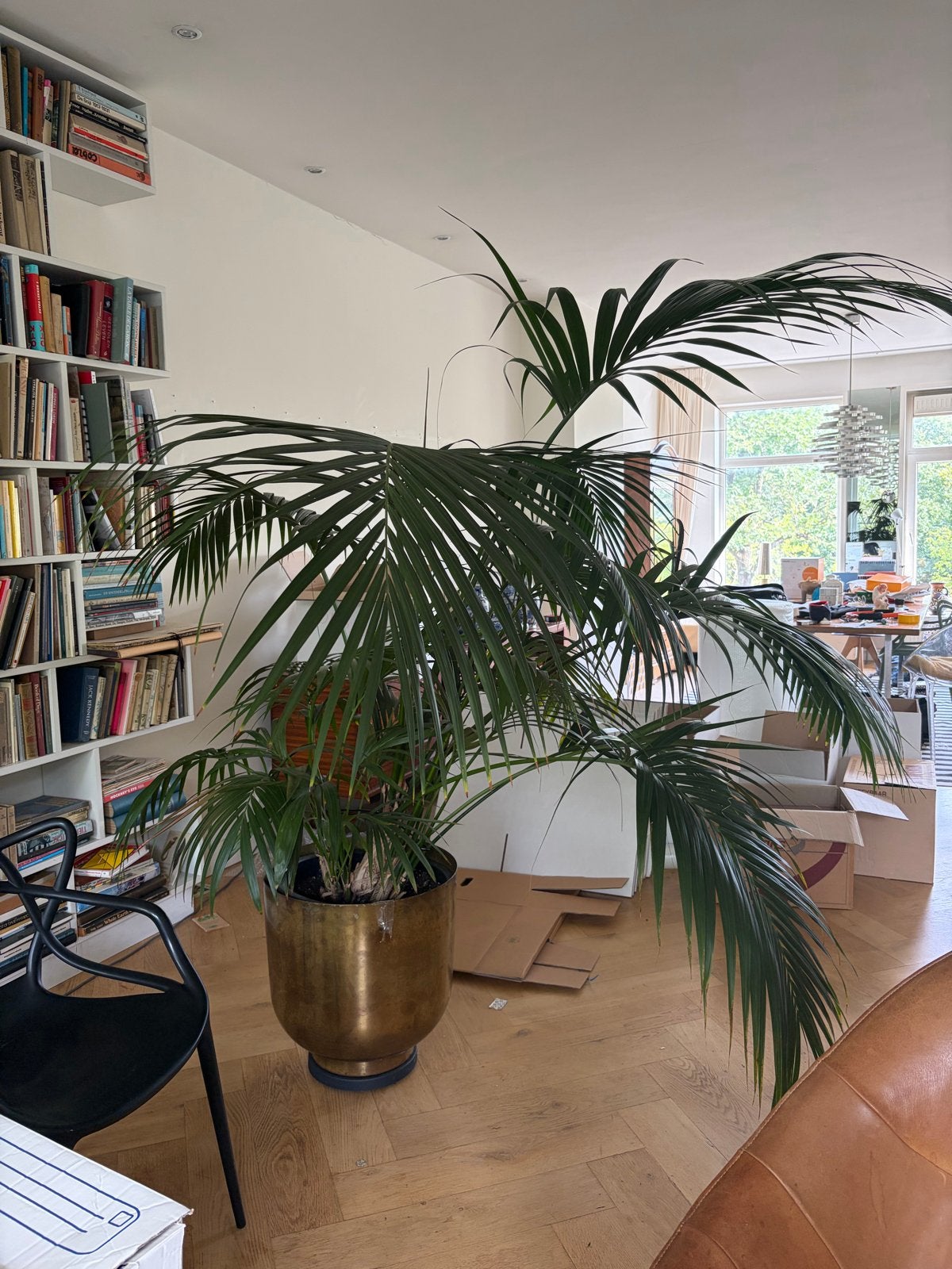 Grote Kentia Palm (Howea forsteriana) in pot, Huis en Inrichting, Kamerplanten, Ophalen, 200 cm of meer, Palm, Halfschaduw