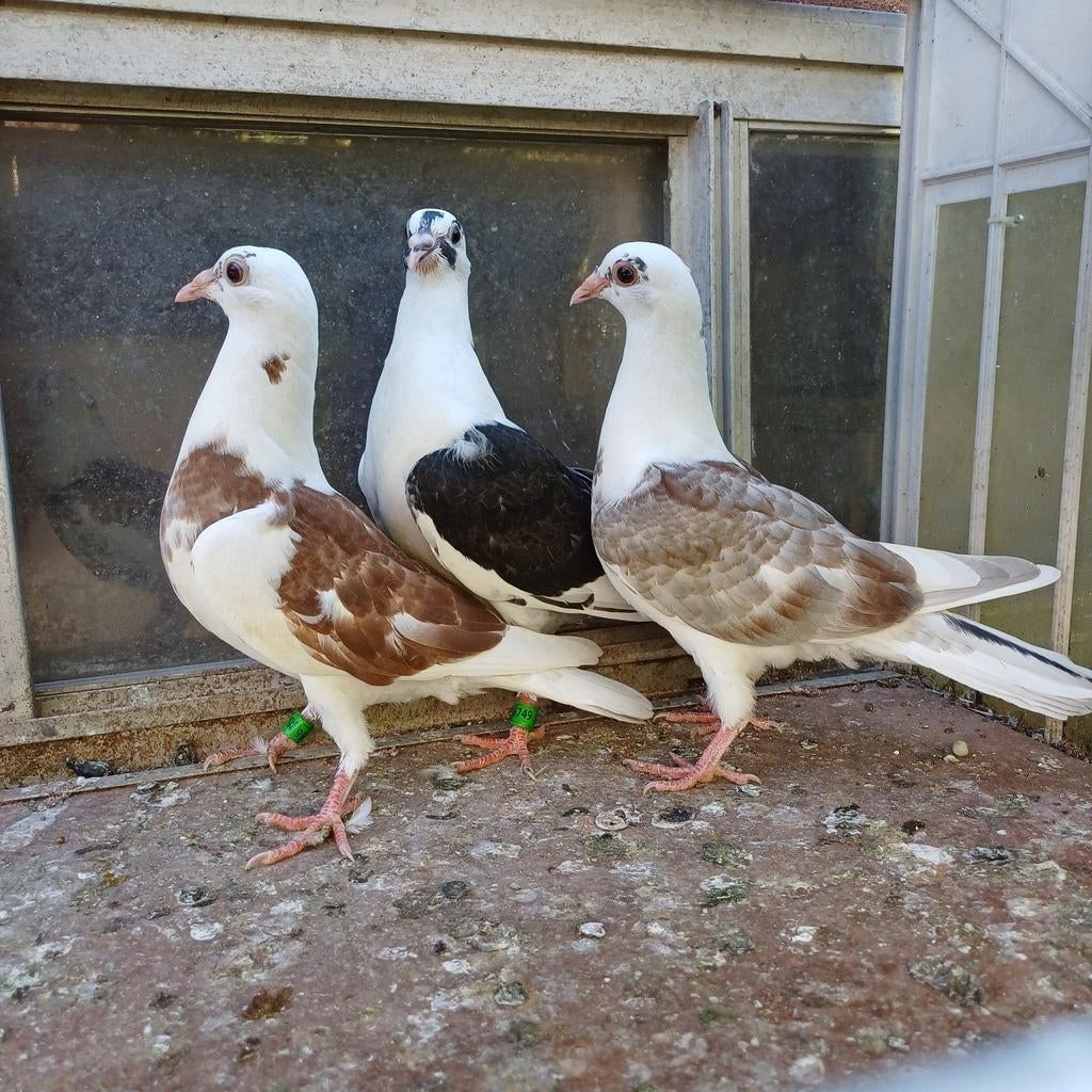 Kleurpostduiven., Dieren en Toebehoren, Vogels | Duiven, Meerdere dieren, Overige soorten