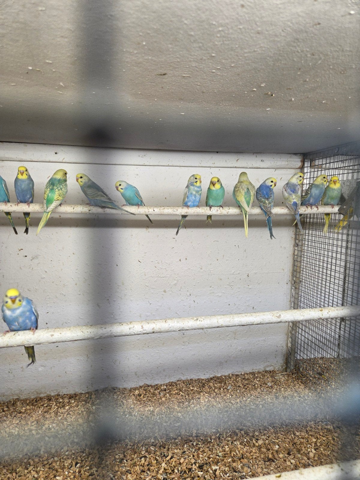 Jonge regenbogen, Dieren en Toebehoren, Vogels | Parkieten en Papegaaien, Meerdere dieren, Parkiet