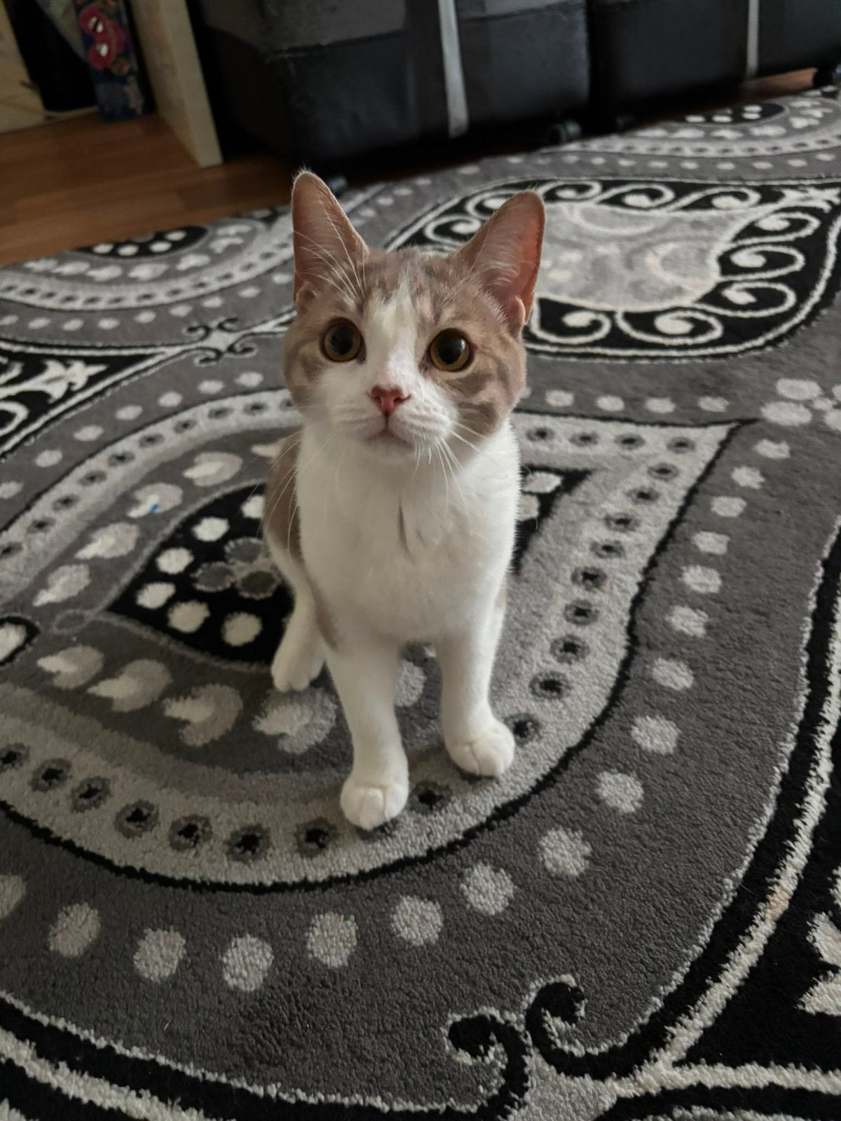 karamel, britse europesekorthaar mix, Poes