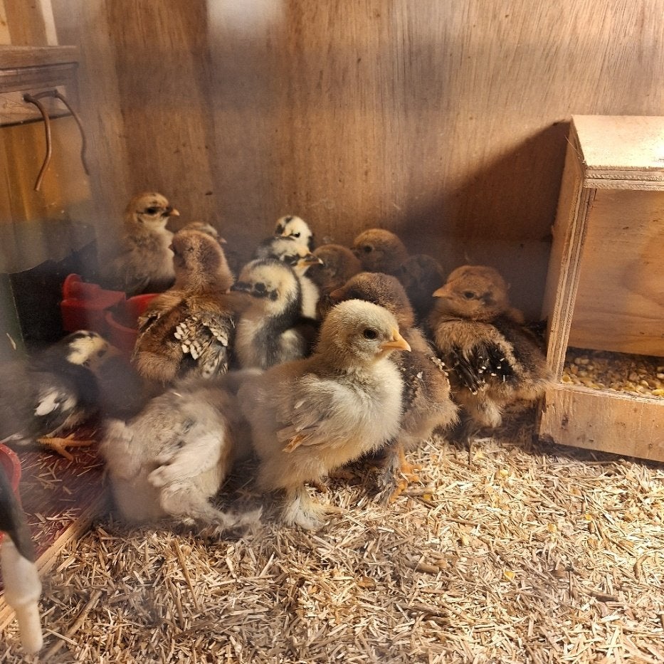 Cochin en Serama kuikens, Meerdere dieren, Kip