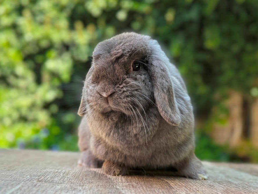 Prachtig mooie Minilop voedster zoekt een 4EVER levensmaatje, Dieren en Toebehoren, Konijnen, Vrouwelijk, Klein, Hangoor, 0 tot 2 jaar