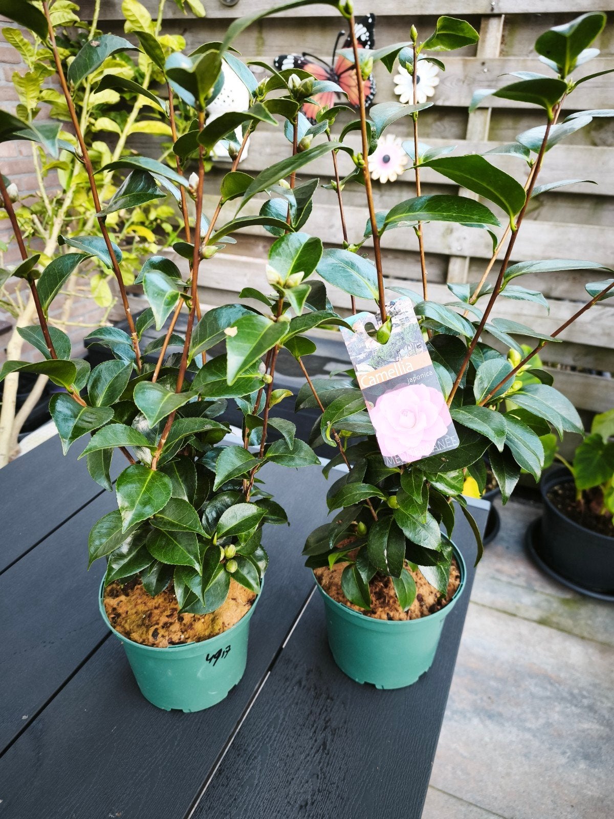 Camellia Japonica - Winterharde Camelia plant, Vaste plant, Halfschaduw, Lente, Ophalen