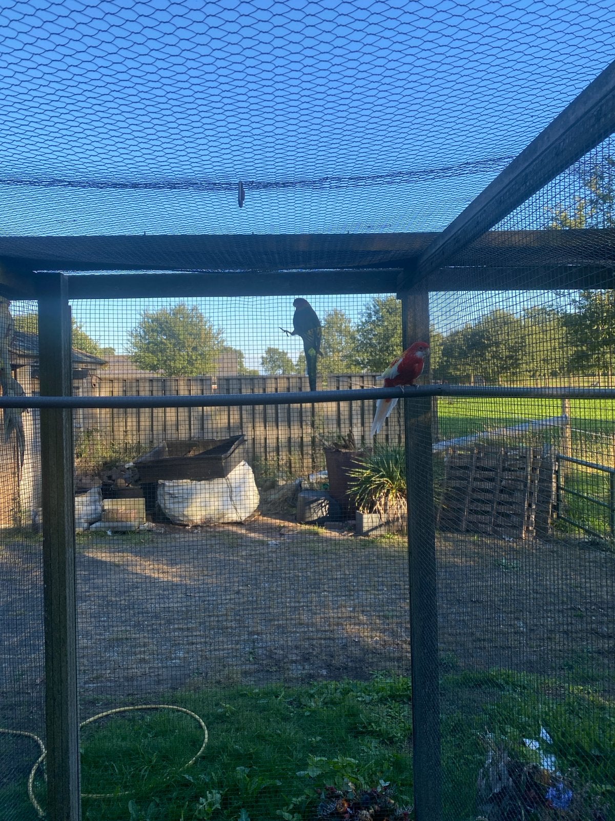 1lutino pennant rosella en 1 wildkleur rosella te koop, Meerdere dieren, Parkiet
