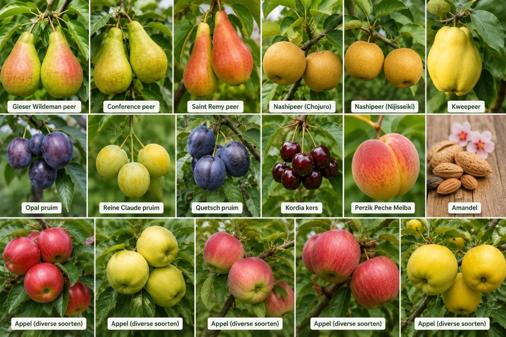 Conference peer fruitbomen hoogstam € 75,-