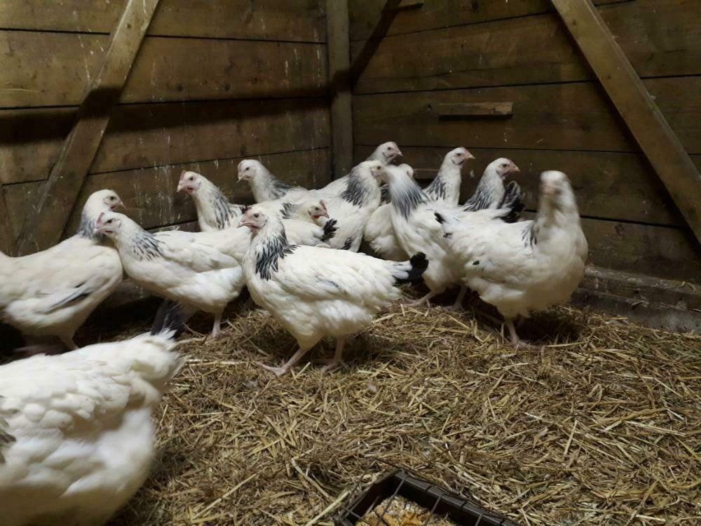 Sussex kippen., Dieren en Toebehoren, Vrouwelijk, Kip
