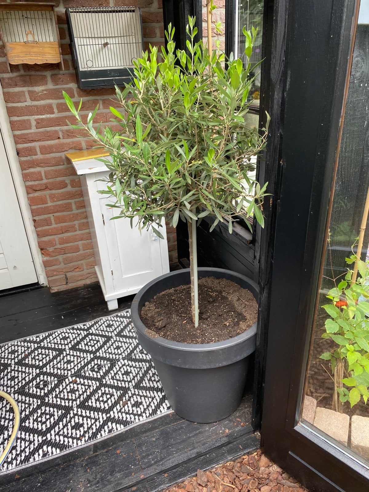Te koop olijfbomen   2 xhoge  en 2 xlage incl pot, Tuin en Terras, Planten | Bomen, 100 tot 250 cm, Olijfboom, Zomer, Ophalen