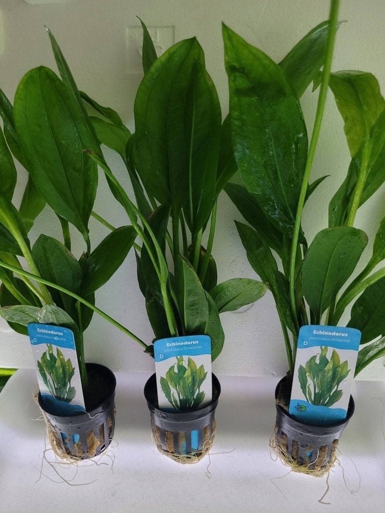 Hobbyaquarium alle planten uitzoeken o.a echinodorus soorten, Ophalen, Hobbyaquarium, Plant(en), Steen of Hout, Nieuw