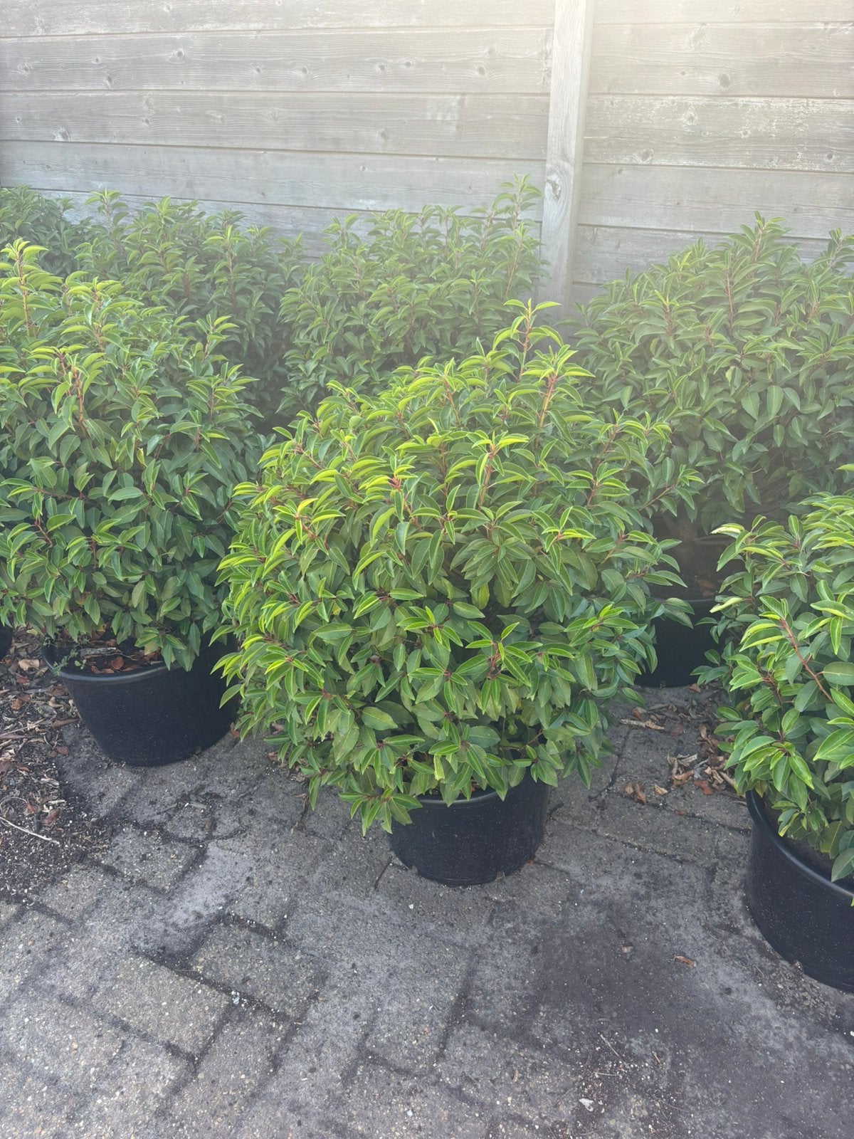 Prachtige Lucitanica bol Ø 50+ cm, Tuin en Terras, Planten | Struiken en Hagen, Ophalen, Laurier