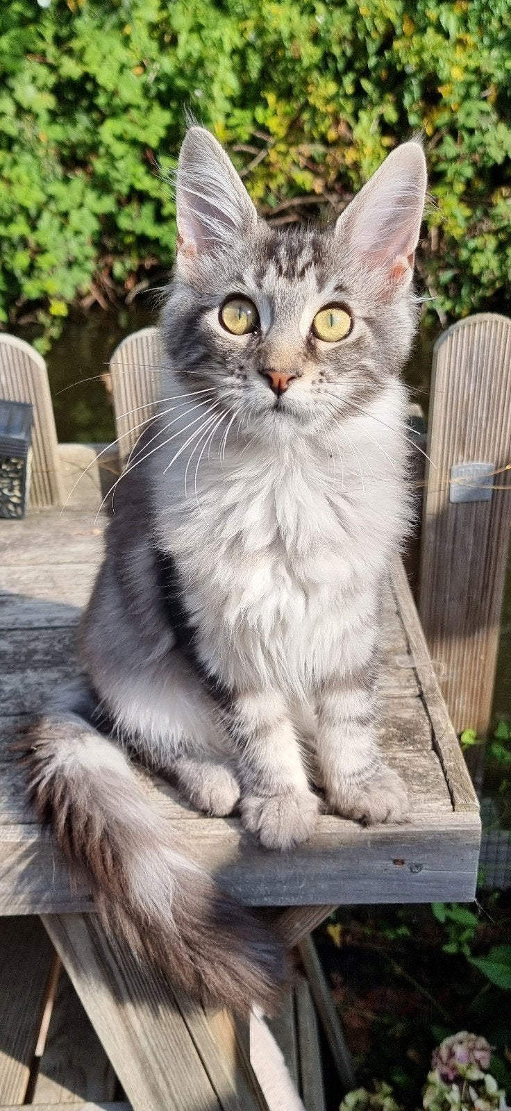 MAINE COON POESJE : Sweetie  is  nog beschikbaar, Meerdere dieren, Gechipt
