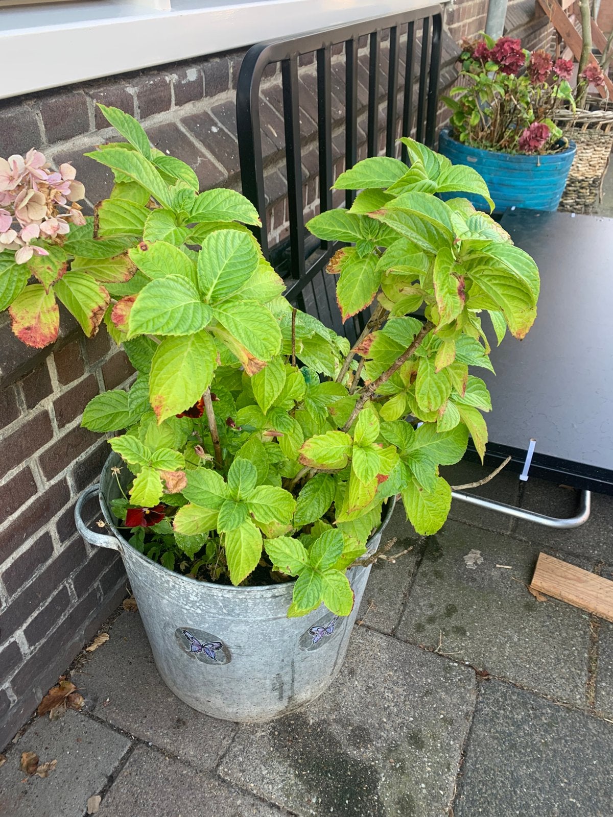 Plant met pot, Tuin en Terras, Ophalen, Minder dan 100 cm, Overige soorten, Zomer