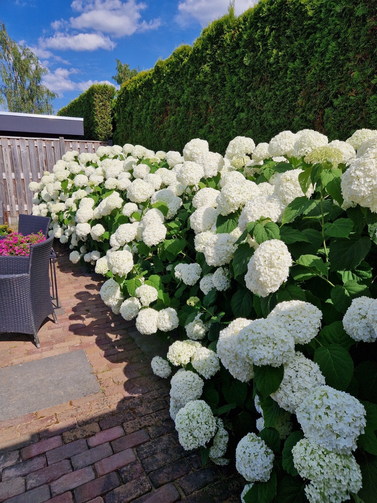 Strong Annabelle Hortensia planten, Vaste plant, Halfschaduw, Zomer, Ophalen