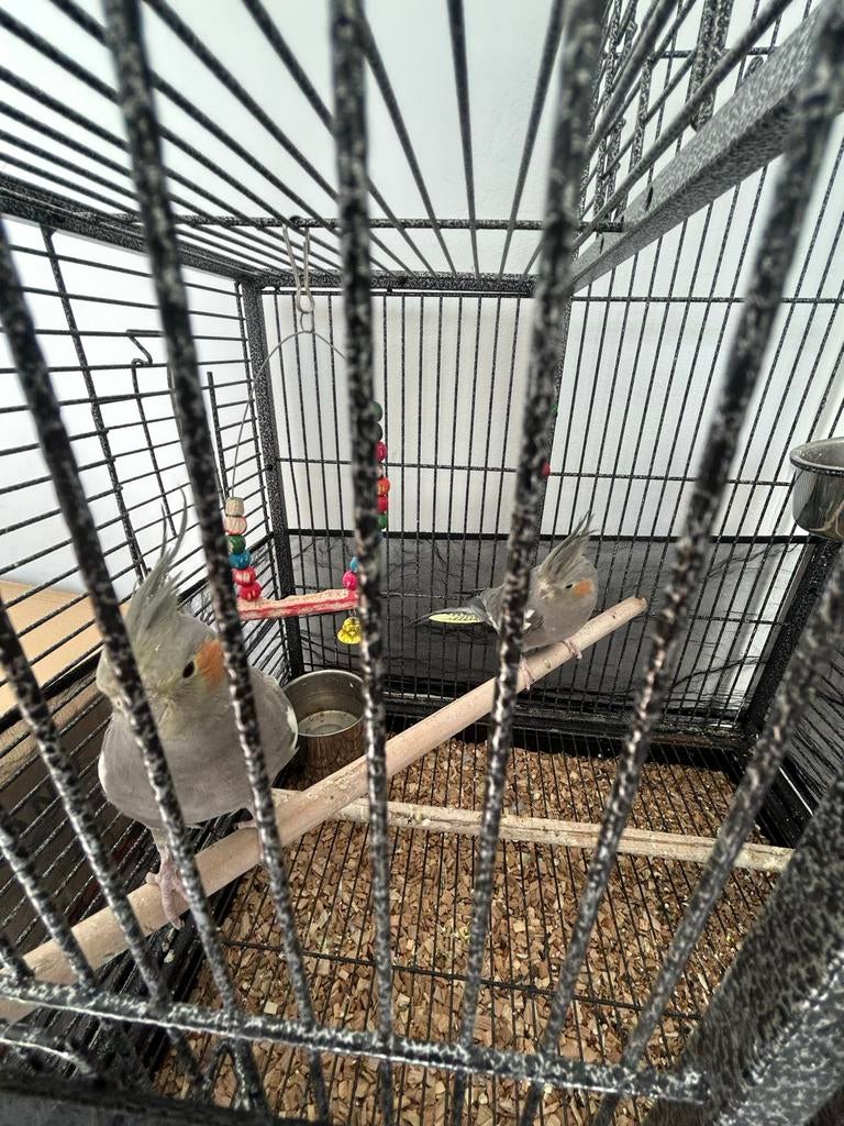 valksparkieten + kooi, Ophalen, Hout, Vogelkooi