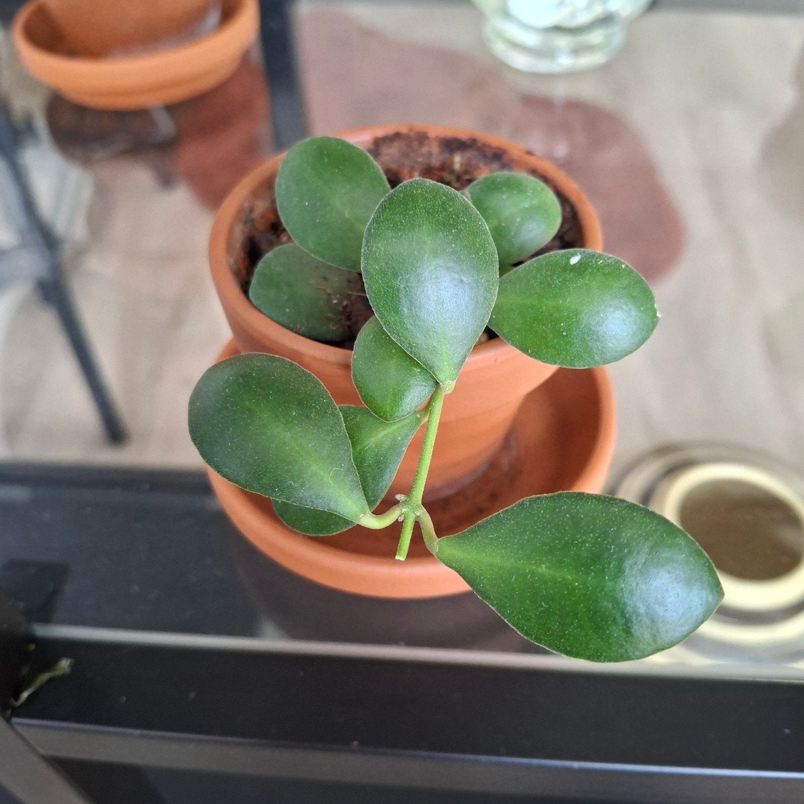hoya panchoi, Overige soorten, In pot, Minder dan 100 cm, Bloeiende kamerplant