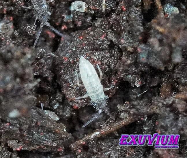 cf. Tomocerus minor springstaartjes, Dieren en Toebehoren, Insecten en Spinnen, Overige soorten