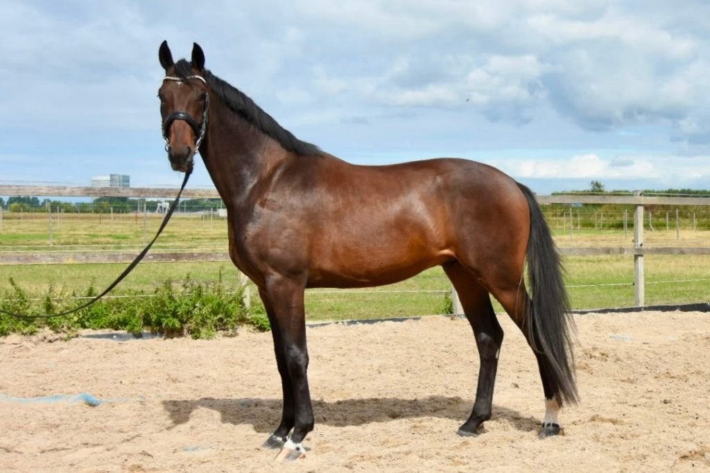 Veelbelovende 3-Jarige For Ferrero Ruin, Dieren en Toebehoren, Met stamboom, Ruin, Dressuurpaard, 3 tot 6 jaar