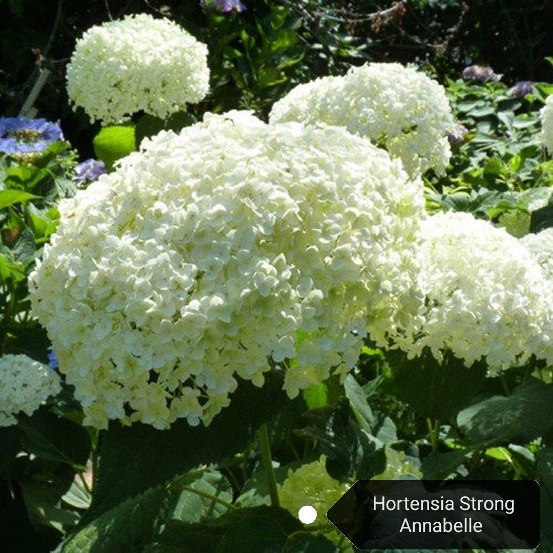 Hortensia Strong Annabelle ACTIE, Ophalen, Hortensia, Struik, Minder dan 100 cm