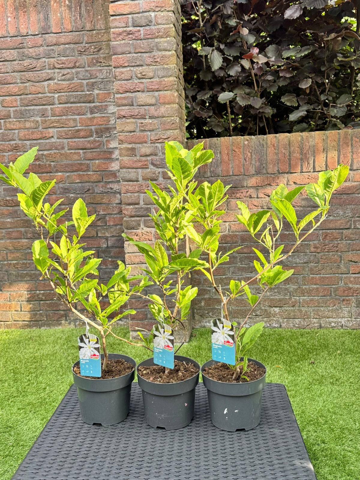 3x Magnolia stellata 10 euro per stuk, Volle zon, Vaste plant, Lente, Ophalen
