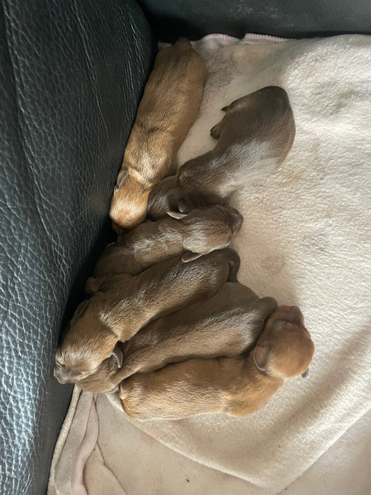 Kaninchen chiweenie pups, Kaninchen, België, Particulier, 8 tot 15 weken