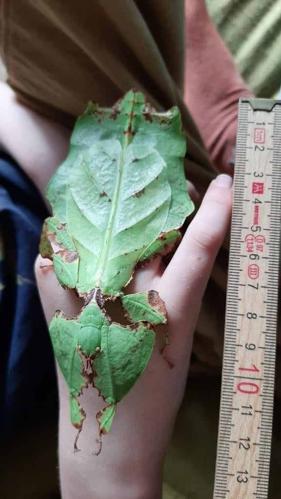Wandelend blad, Dieren en Toebehoren, Overige soorten