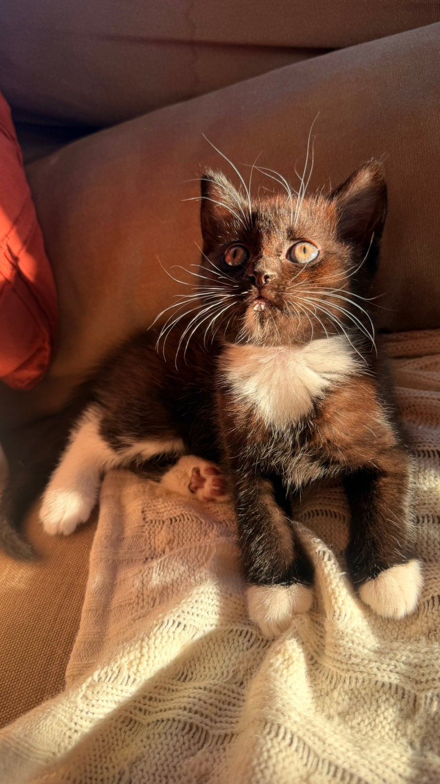 Prachtige bruin-zwarte kittens, moeder Britse Korthaar, Meerdere dieren, 0 tot 2 jaar