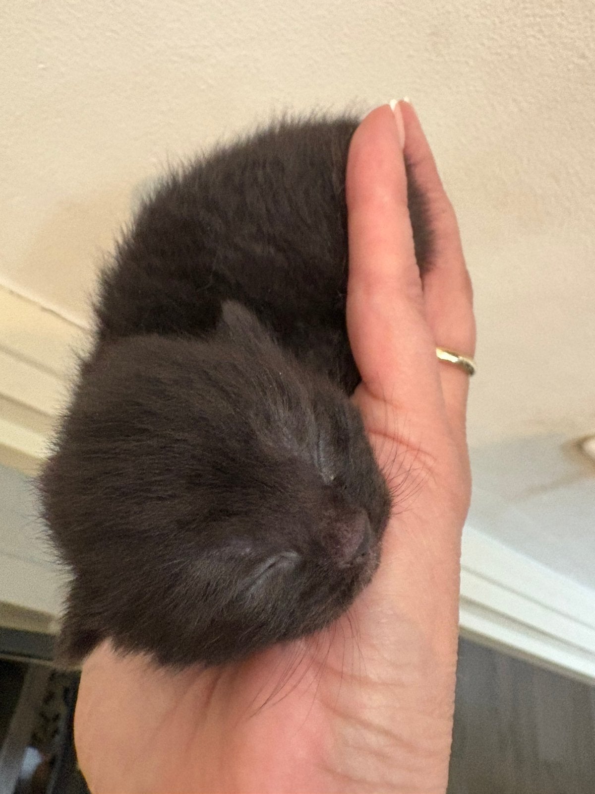 Britse korthaar kittens, Dieren en Toebehoren, Katten en Kittens | Raskatten | Korthaar, Meerdere dieren