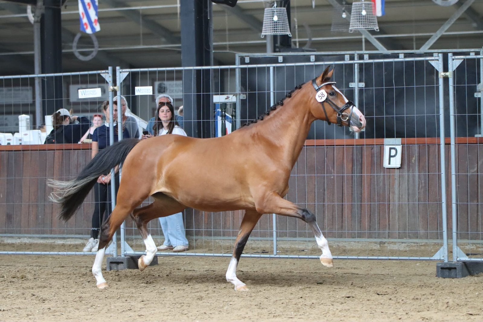 Prachtige NRPS Voorlopig Keur Merrie, Dieren en Toebehoren, Met stamboom, Dressuurpony, 3 tot 6 jaar, Onbeleerd