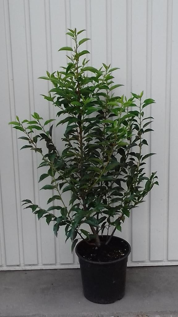 Portugese laurier prunus lustanica angustifolia, Vaste plant, Bloeit niet, Halfschaduw, Ophalen