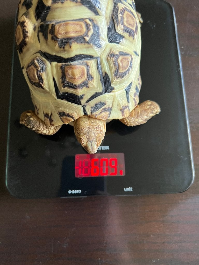 3 Panter schildpadden. NK 2024. Tortoise photo 5