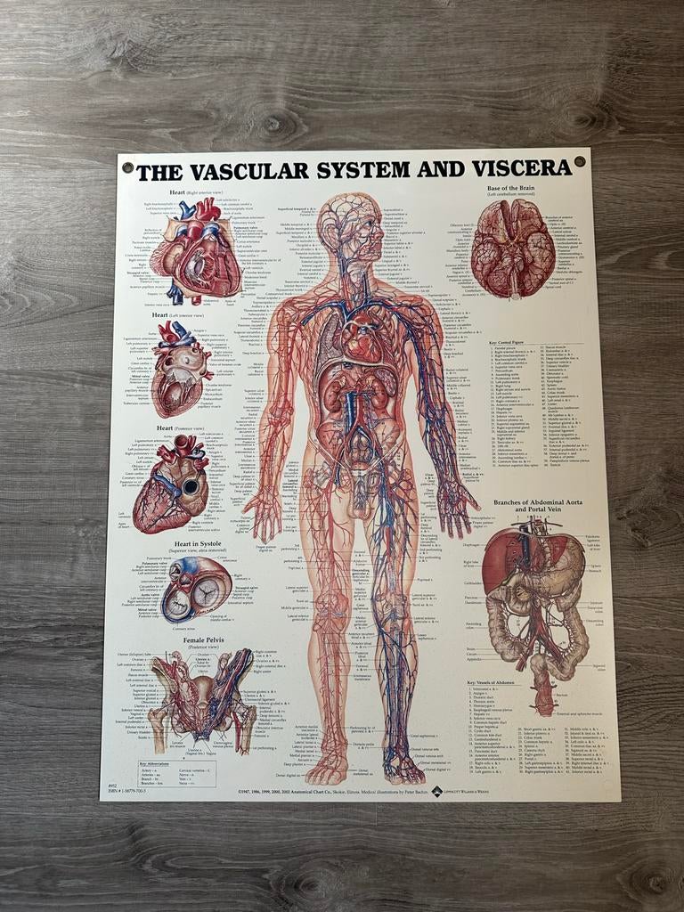 Anatomie Poster - Het Vasculaire Systeem en Viscera, Antiek en Kunst, Antiek | Schoolplaten, Ophalen, Natuur en Biologie