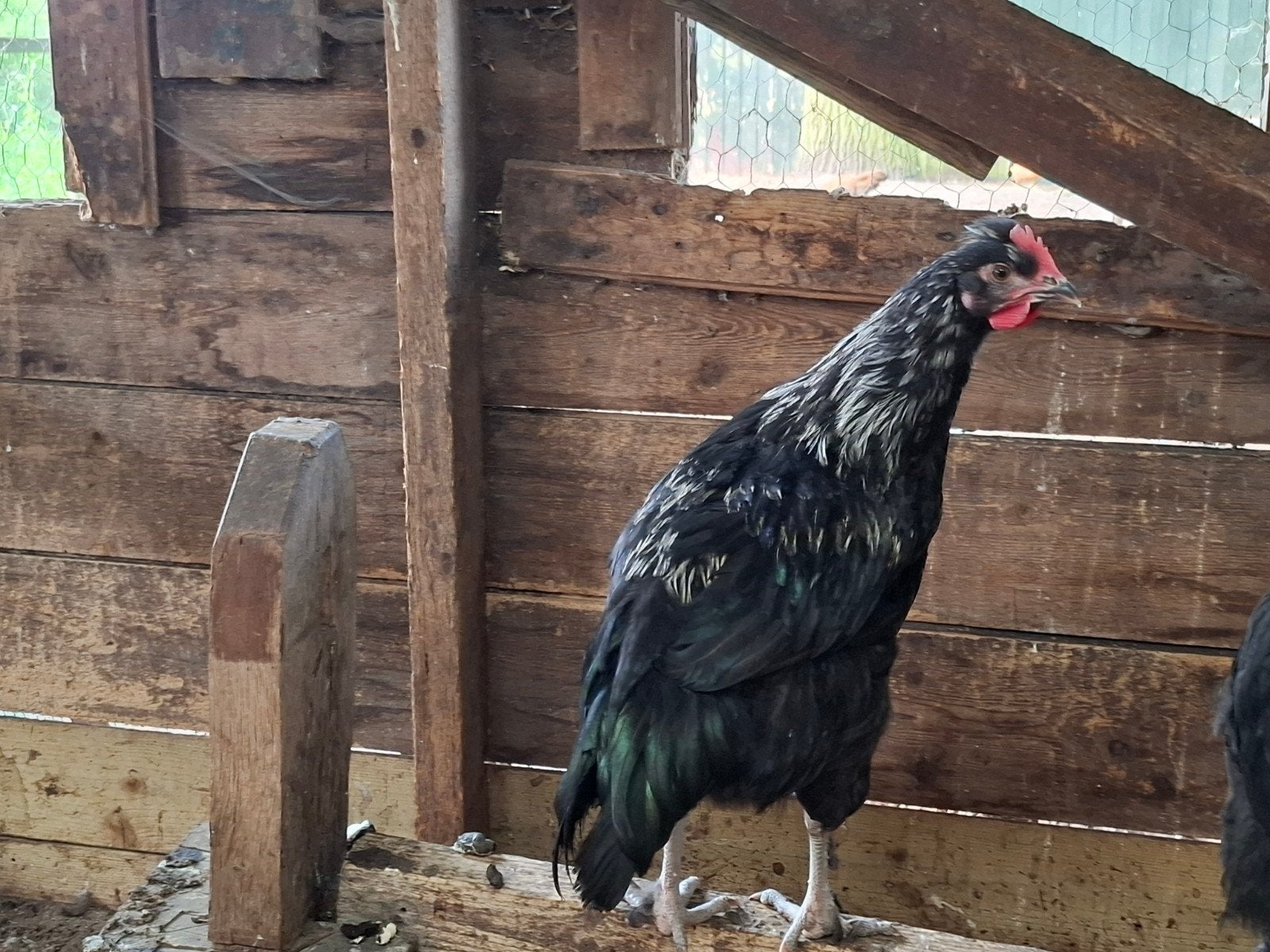 Olijflegger haan, Dieren en Toebehoren, Mannelijk, Kip