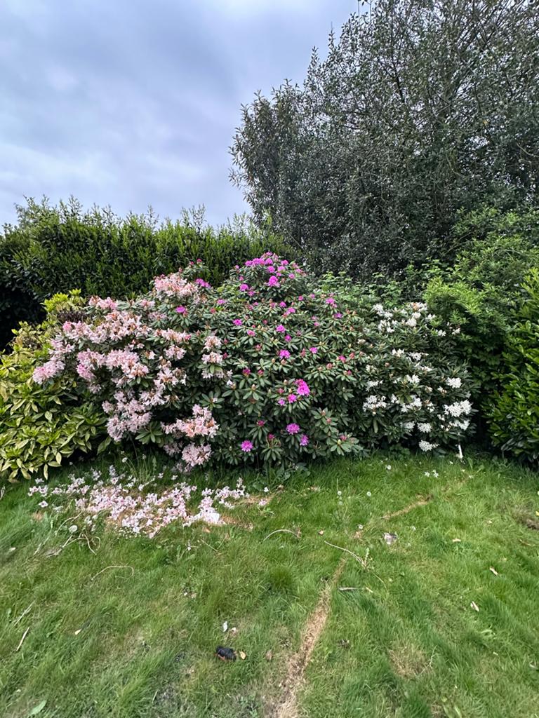 Grote Rhododendron - Zelf verwijderen, Tuin en Terras, Overige soorten, Vaste plant, Ophalen of Verzenden, Halfschaduw