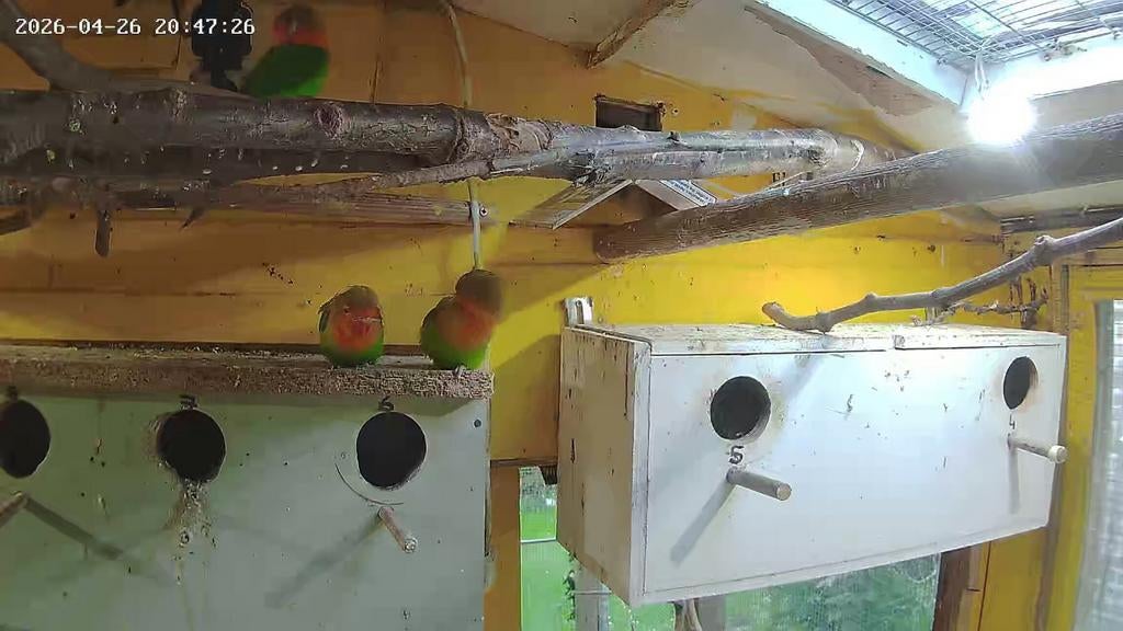 8 agapones tekoop+ Er zit ook zaad en tropisch fruit cupje, Meerdere dieren