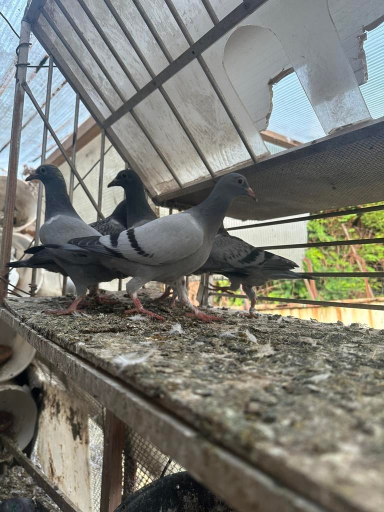 Postduiven, Meerdere dieren, Postduif