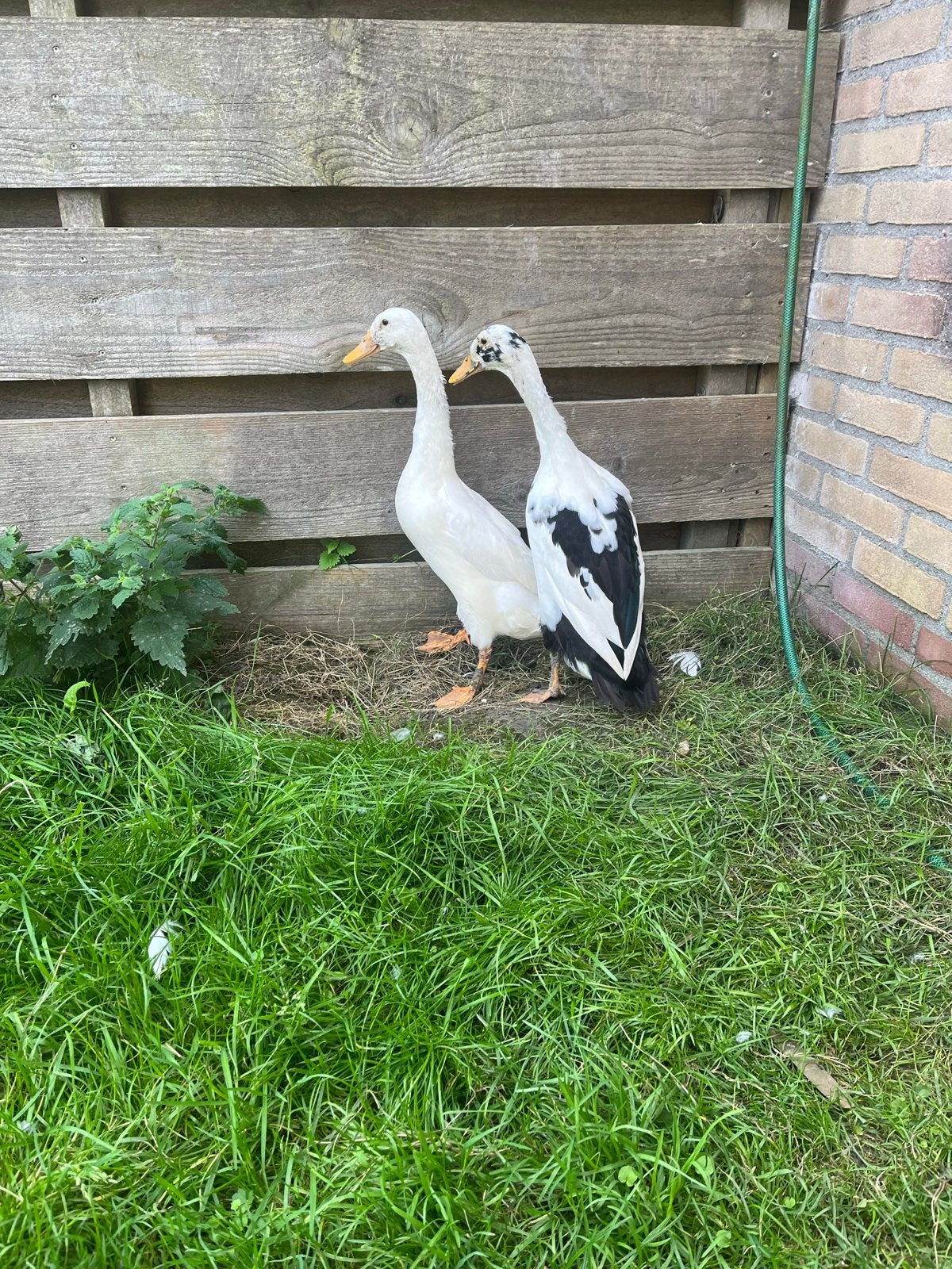 2 loopeenden, Meerdere dieren, Eend