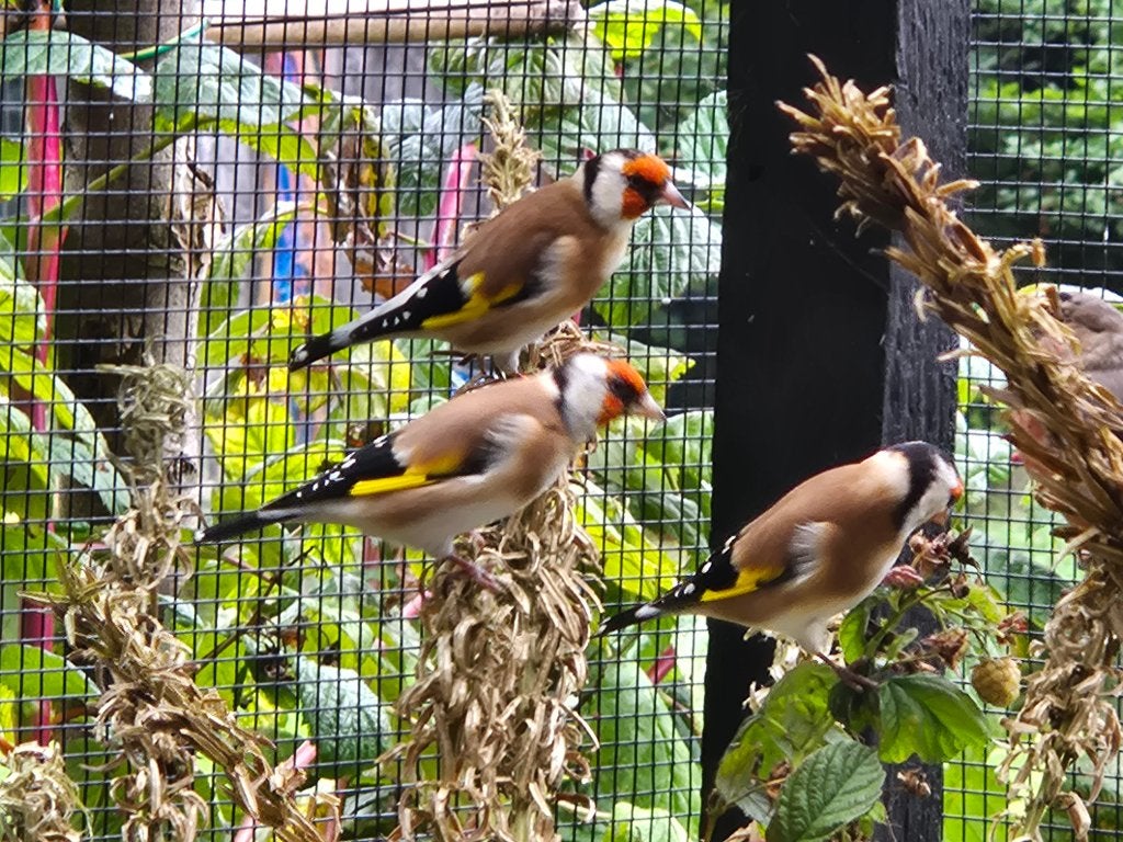 Bloemputter, Geslacht onbekend, Wildzangvogel, Geringd