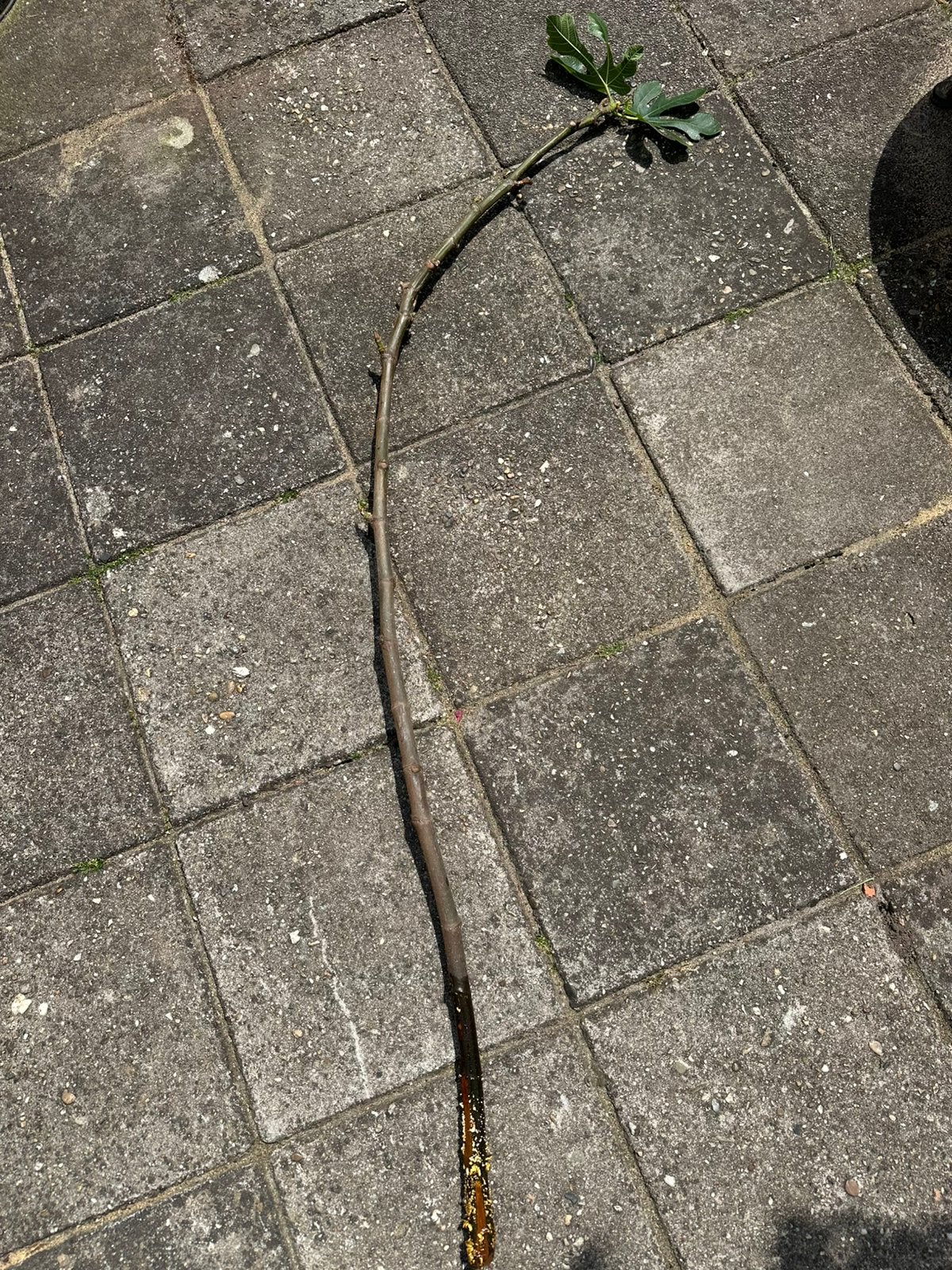 Stek vijgenboom 130 cm, Tuin en Terras, Bloeit niet, Overige soorten, 100 tot 250 cm, Ophalen