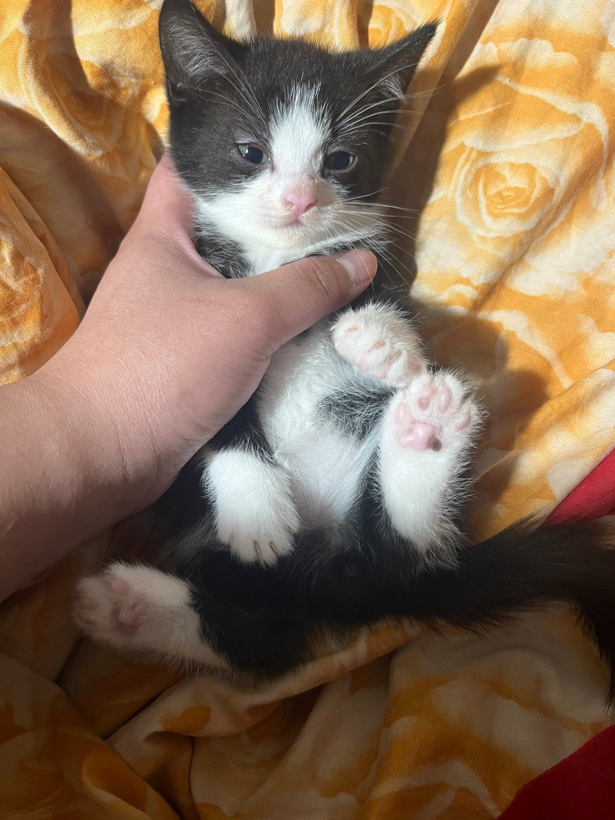 Kittens, Kater