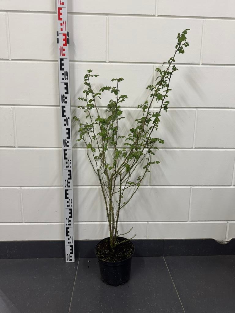 Rosa Micrantha (Kleinbloemige roos) 90cm, Ophalen, Overige soorten, Struik, Minder dan 100 cm