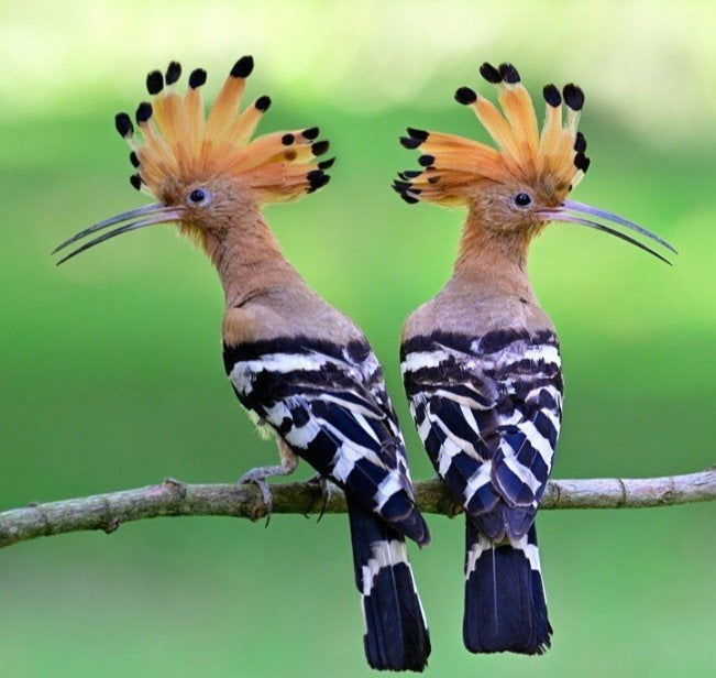 Kopel Europese hoppen hop, Meerdere dieren, Wildzangvogel