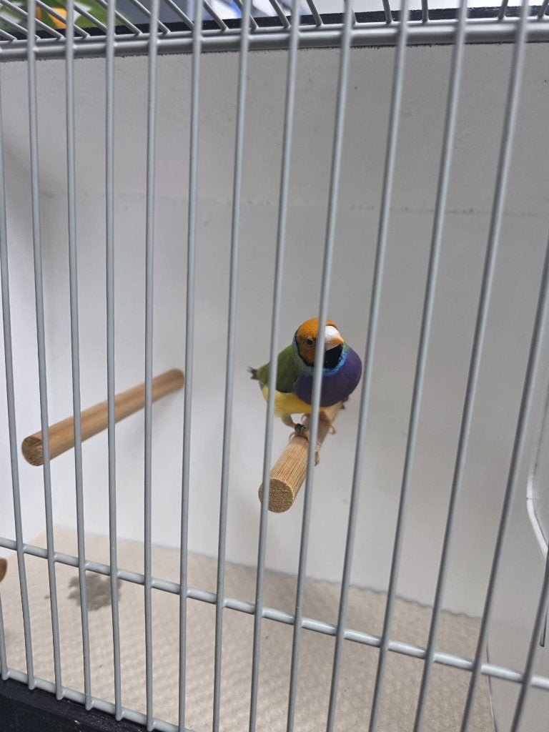 Mooie Gouldamadines te koop, Meerdere dieren, Tropenvogel, Geringd