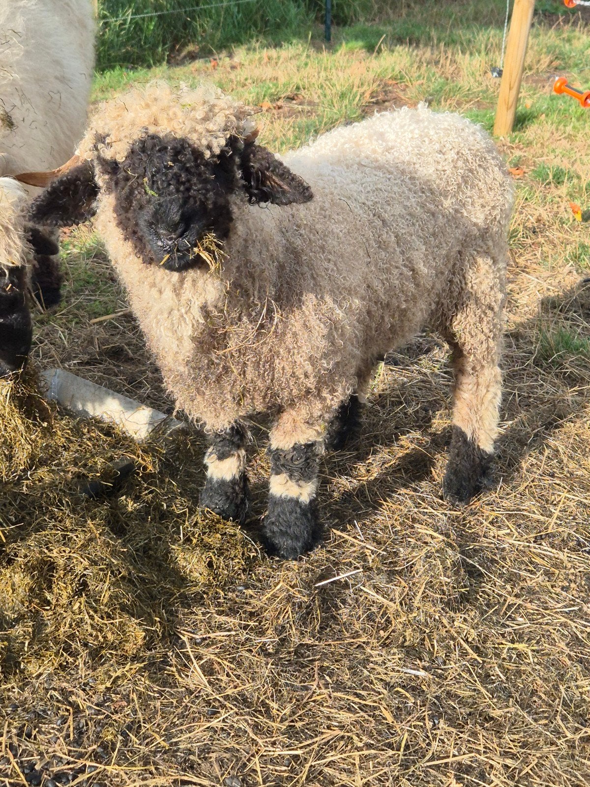 Walliser schwarznase Ram / grasmaaier, Dieren en Toebehoren, Schapen, Geiten en Varkens, Mannelijk, Schaap, 0 tot 2 jaar