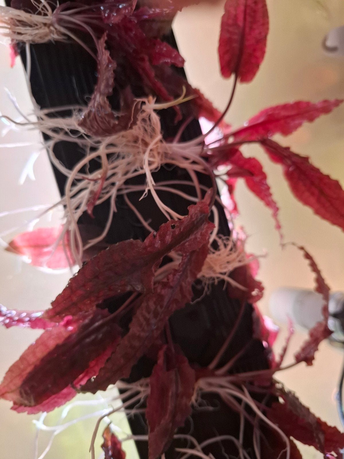 +/- 10 Cryptocoryne sp. Flamingo stekjes, Ophalen, Nieuw, Plant(en), Steen of Hout