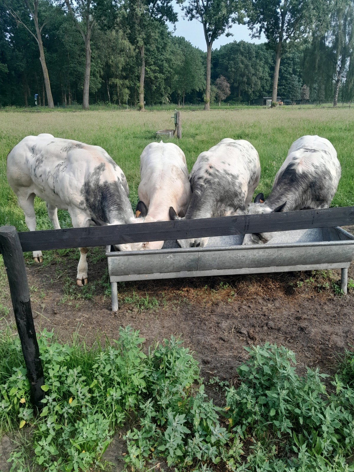 4 luxe dikbil vaarzen, Vrouwelijk