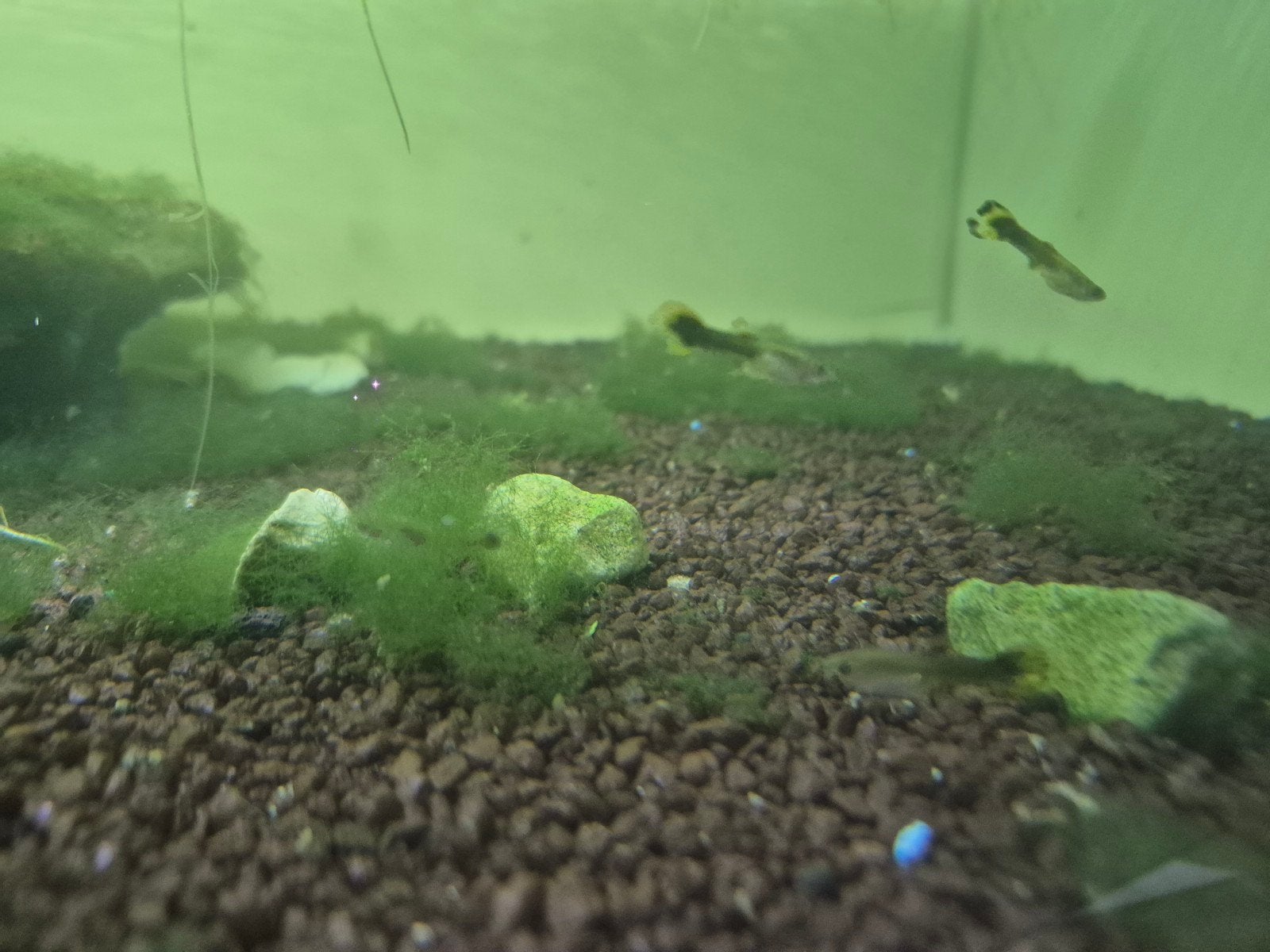De Poecilia reticulata – beter bekend als de klassieke Guppy, Vis