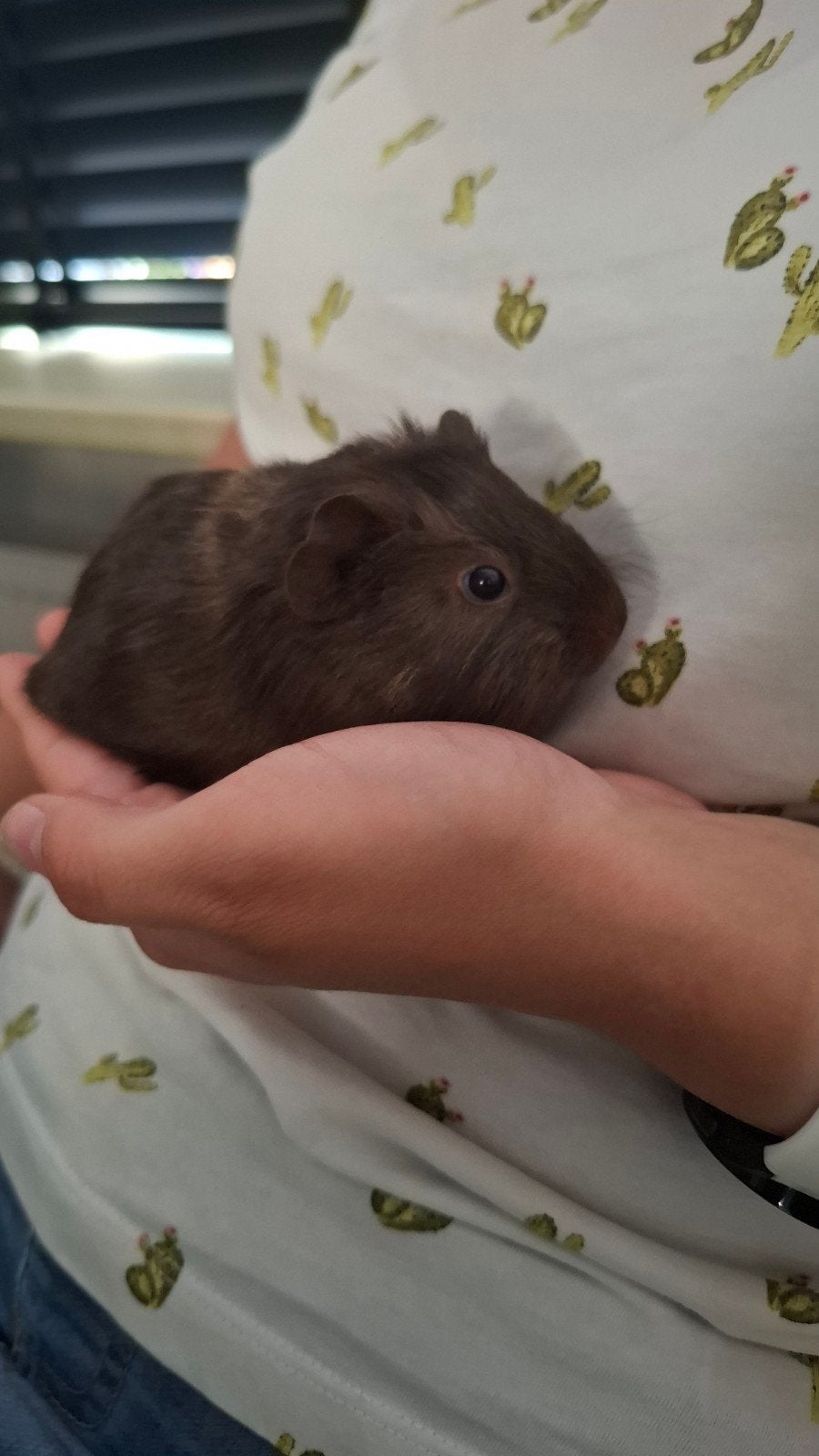 Superlief en gezond Cavia baby zeugje, Cavia, Juni, Vrouwelijk, Tam
