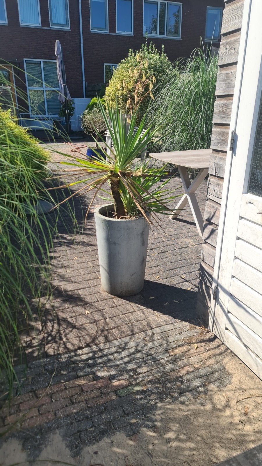 Grote plant met pot - Yucca, Ophalen, Gebruikt, Minder dan 60 cm, Rond